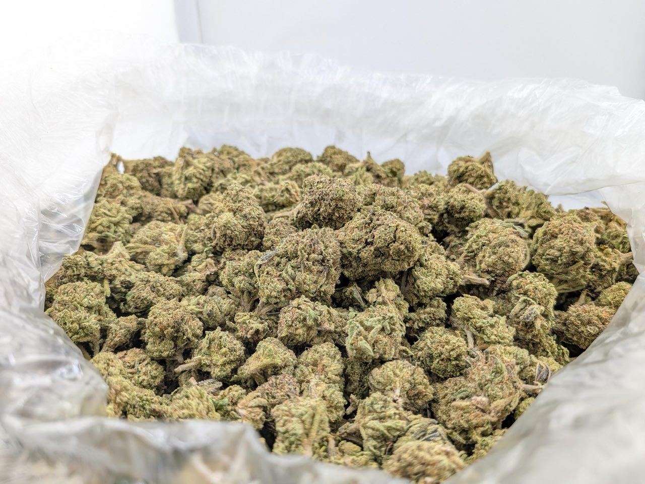White Nerdz strain